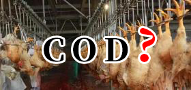 一般雞屠宰廢水COD在多少?